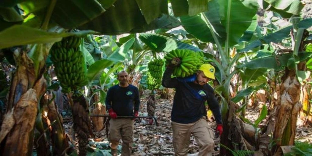 El plátano de Canarias, la asignatura pendiente que dejan los ministros de agricultura europeos 