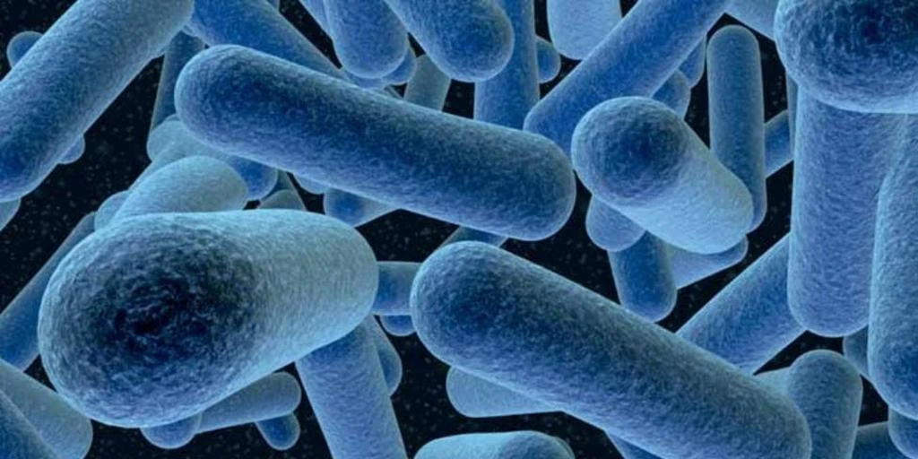 Detectan la presencia de listeria en un lote de salmón ahumado procedente de España