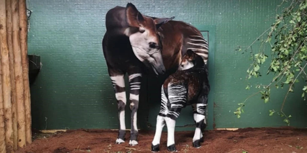 El curioso nacimiento en Londres de un bebé okapi, especie en extinción y superviviente más antiguo de la Tierra  