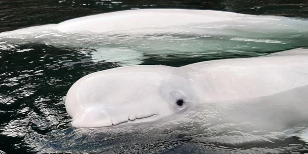 En vídeo: Dos ballenas beluga rehabilitadas disfrutan de su primer baño en aguas abiertas 