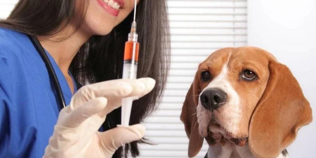 A vueltas con las leishmaniosis