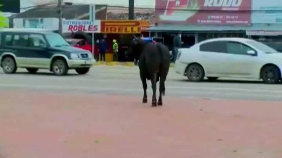 17 vacas sueltas causan varios heridos en Bolivia