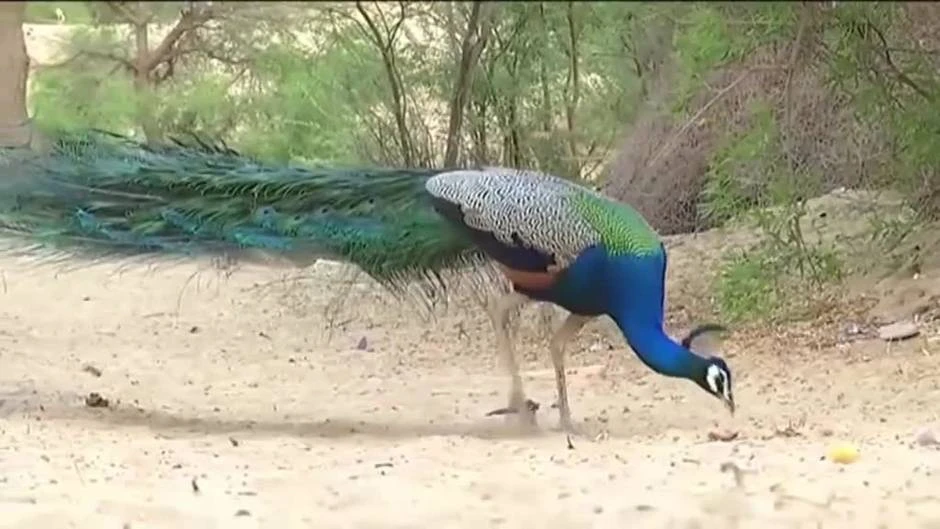 Una reserva natural de pavos reales en la India consigue quintuplicar su población
