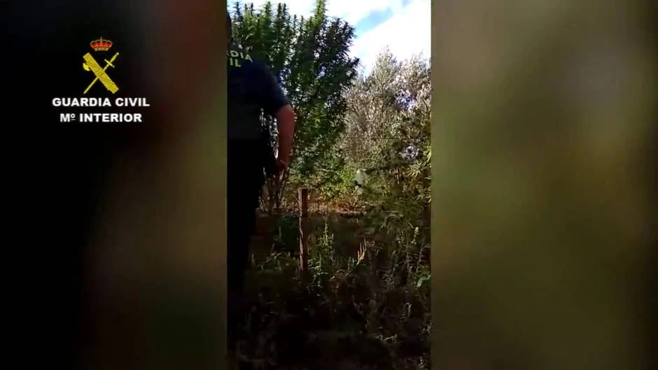 Desmantelada una plantación de marihuana en El Villar