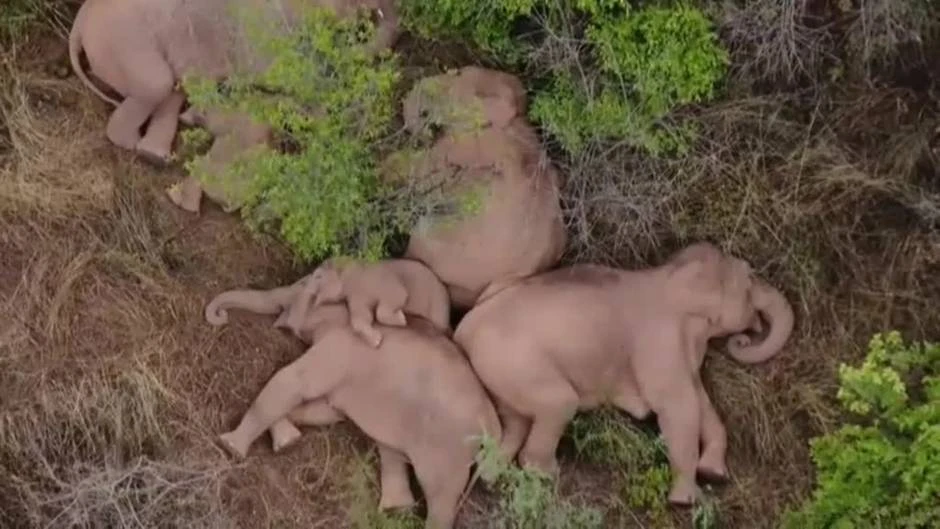 Rarísima imágen captada por un dron de una manada de elefantes durmiendo plácidamente en China