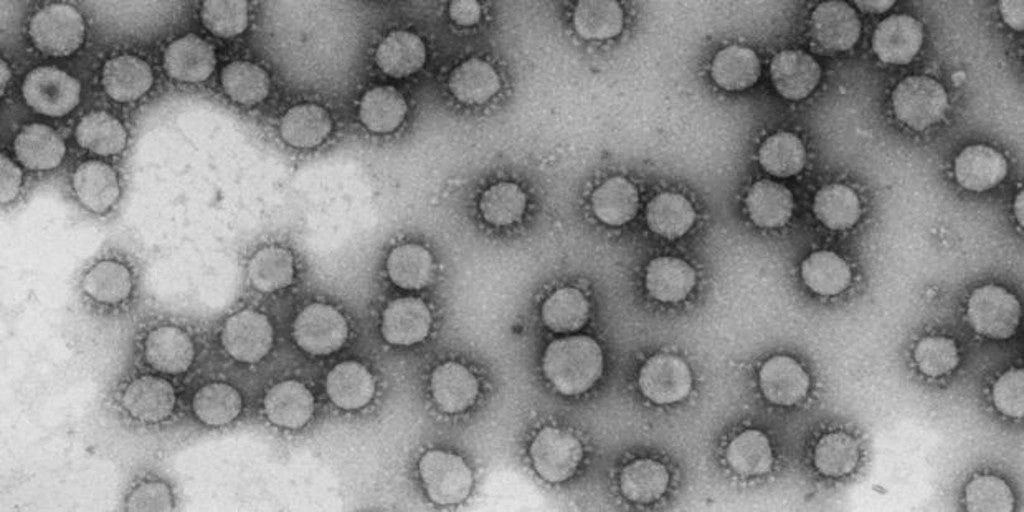Un solo genotipo del coronavirus disparó los casos en España durante marzo