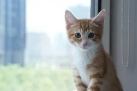 Cost of living has half of Canadian pet owners skipping vet visits: survey
