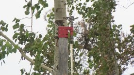 Sprinkler system outside Saskatchewan cabin staves off wildfires