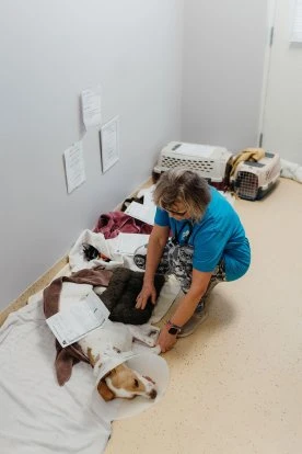 Ontario animal shelter ‘bursting at the seams,’ taking care of pets in hallways