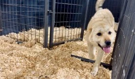 20 dogs rescued from meat farm in South Korea now safe in Canada