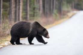 4th grizzly bear struck and killed along Trans-Canada Highway in Yoho National Park