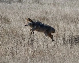 Police issue warning after coyote bites 12-year-old boy north of Toronto