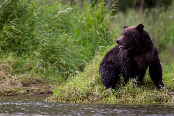 Grizzly bear and yearling cub killed by train in Banff National Park