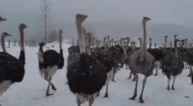 Future of 400 B.C. ostriches being decided in federal court room