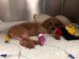 He was found in the garbage at a B.C. park. Now this tiny dog has stolen hearts