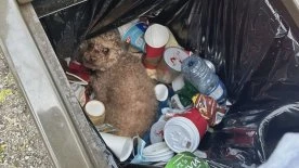 ‘Complete cruelty’: B.C. couple finds sick, injured poodle thrown in the trash