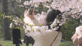 Here’s the best time to see the cherry blossoms at Toronto’s High Park