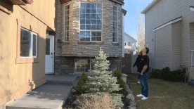 Woodpecker woes: Calgary couple pay out of pocket to fix bird-related damages
