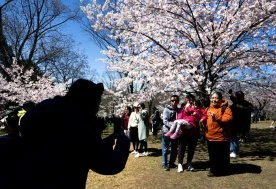 Toronto’s ‘cherry blossom watch’ says it’s almost time for popular spring pilgrimage