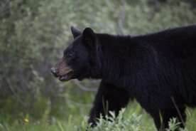 Balck bear attacks, bites woman on Squamish trail