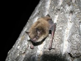 Toronto Public Health seeks person who handled potentially rabid bat