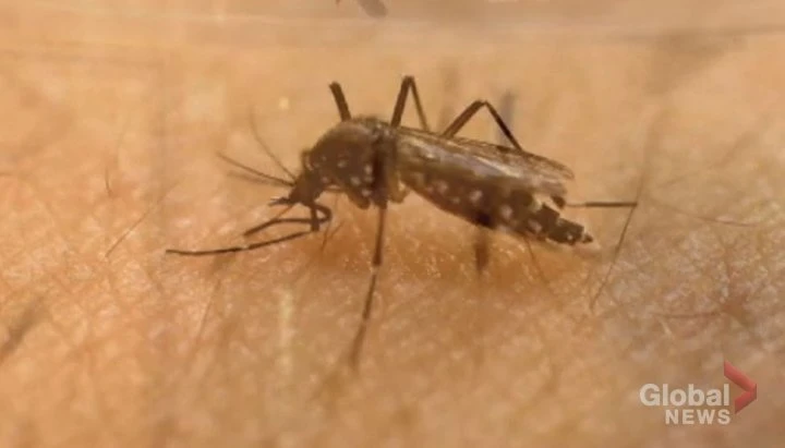 Mosquito population multiplying in Regina