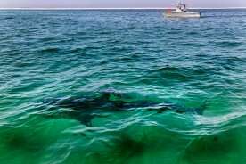 ‘Incredible’ video shows white sharks seen eating dead whale off N.S. coast