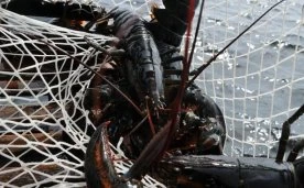 Lobster fishers raise alarm about low Canadian prices, some giving up on season
