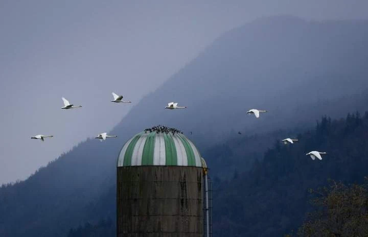 B.C. sees 1st avian flu outbreaks since January as 9 confirmed in poultry stocks