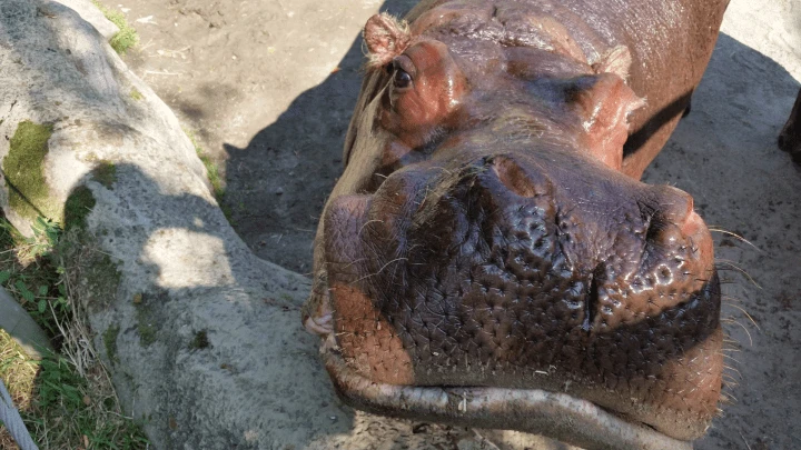 ‘Big and beautiful’: 39-year-old river hippo euthanized at Toronto Zoo