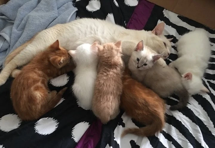 Cat rescue society in Grand Forks, B.C., seeking help as it searches for new home