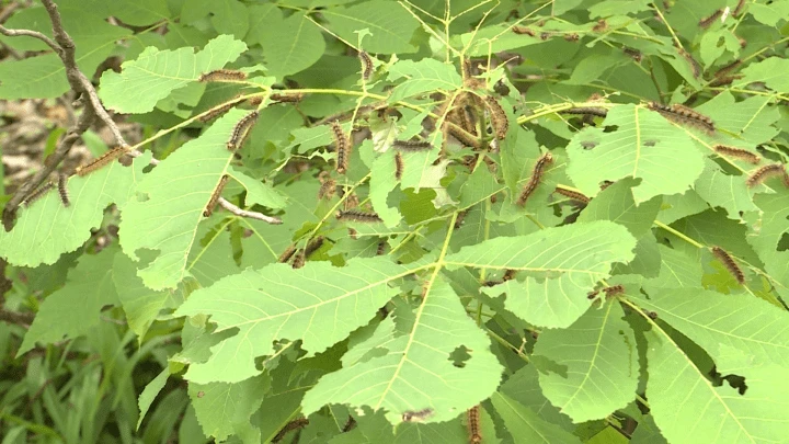 Gypsy moth caterpillars wreaking havoc on southeastern Ontario forests