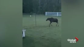 Caught on camera: This B.C. moose loves playing tetherball