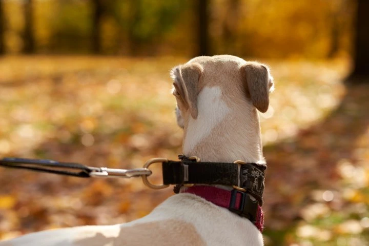 RCMP warn of dog thefts in rural southwest Saskatchewan