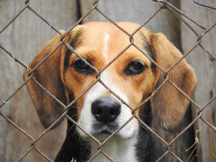 Dogs at centre of London, Ont., hospital testing controversy may be re-home