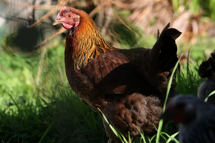 Labour dispute at Quebec slaughterhouse leads to euthanization of 1 million chickens