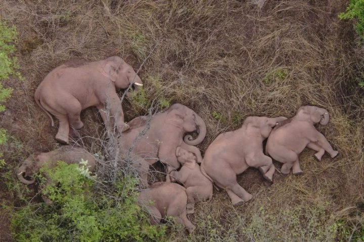 Elephant family winning hearts with epic road trip across China