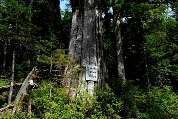 RCMP make 8 more arrests at Vancouver Island old-growth logging blockades