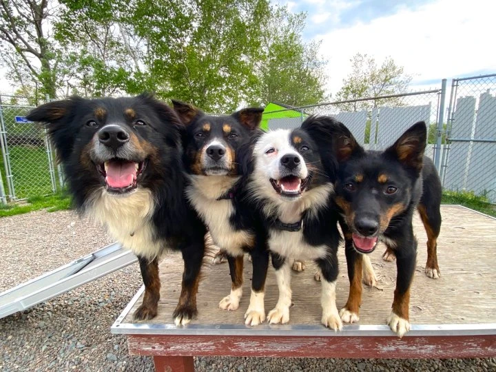 ‘Amazing growth’: 33 of 77 dogs surrendered to N.S. SPCA now have new homes