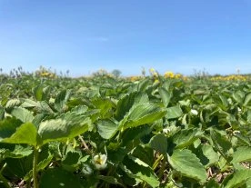Quebec farmers brace for a hot and humid summer forecast