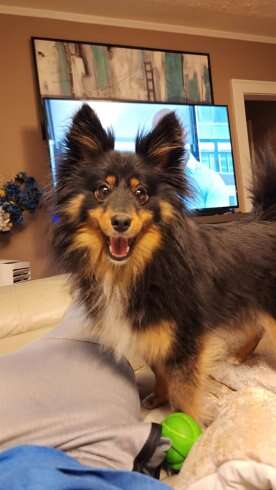 Saskatoon family makes pleas online after dog goes missing from groomer