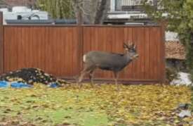 Kelowna, B.C. woman describes frightening deer attack during rutting season