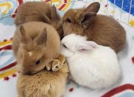 Selkirk, Man. tackles adorable but concerning bunny problem