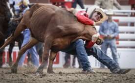 Steer and 2 horses euthanized at Calgary Stampede rodeo