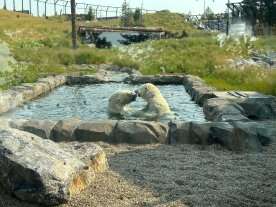 ‘I totally cried’: Condolences after Calgary polar bear’s sudden death