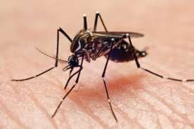 Province to fog Winkler over concern of possible West Nile virus