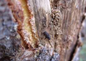 How much did pine beetles stoke conditions for the Jasper wildfire?