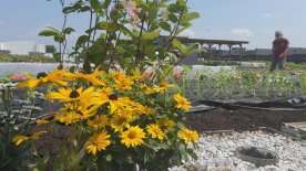 Canada’s only rooftop garden on top of a supermarket keeps on producing