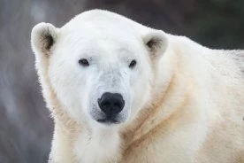 Baffin the polar bear dies at the Calgary Zoo