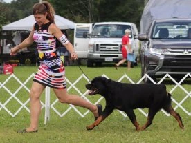 Rottweiler from St. Catharines going to Westminster Dog Show in New York City